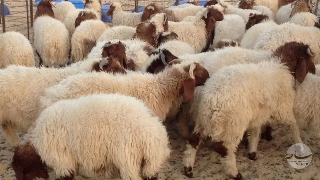 أسعار الأضاحي في السعودية 2026 عبر منصة إحسان