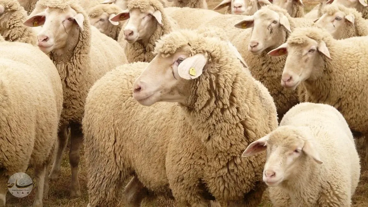 أسعار الأضاحي في السعودية 2026