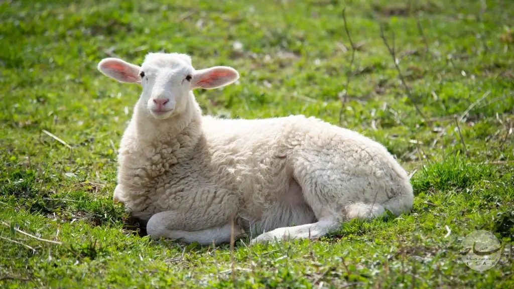 شروط الأضحية السليمة شرعًا