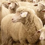 أسعار الأضاحي في السعودية 2026