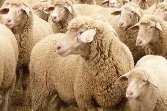 أسعار الأضاحي في السعودية 2026