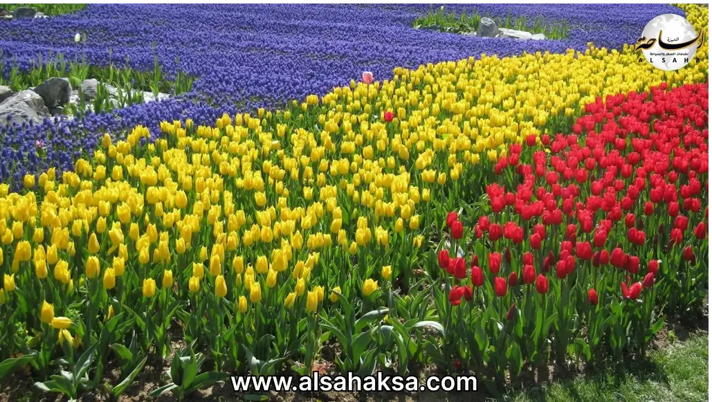 حديقة أميرجان اسطنبول